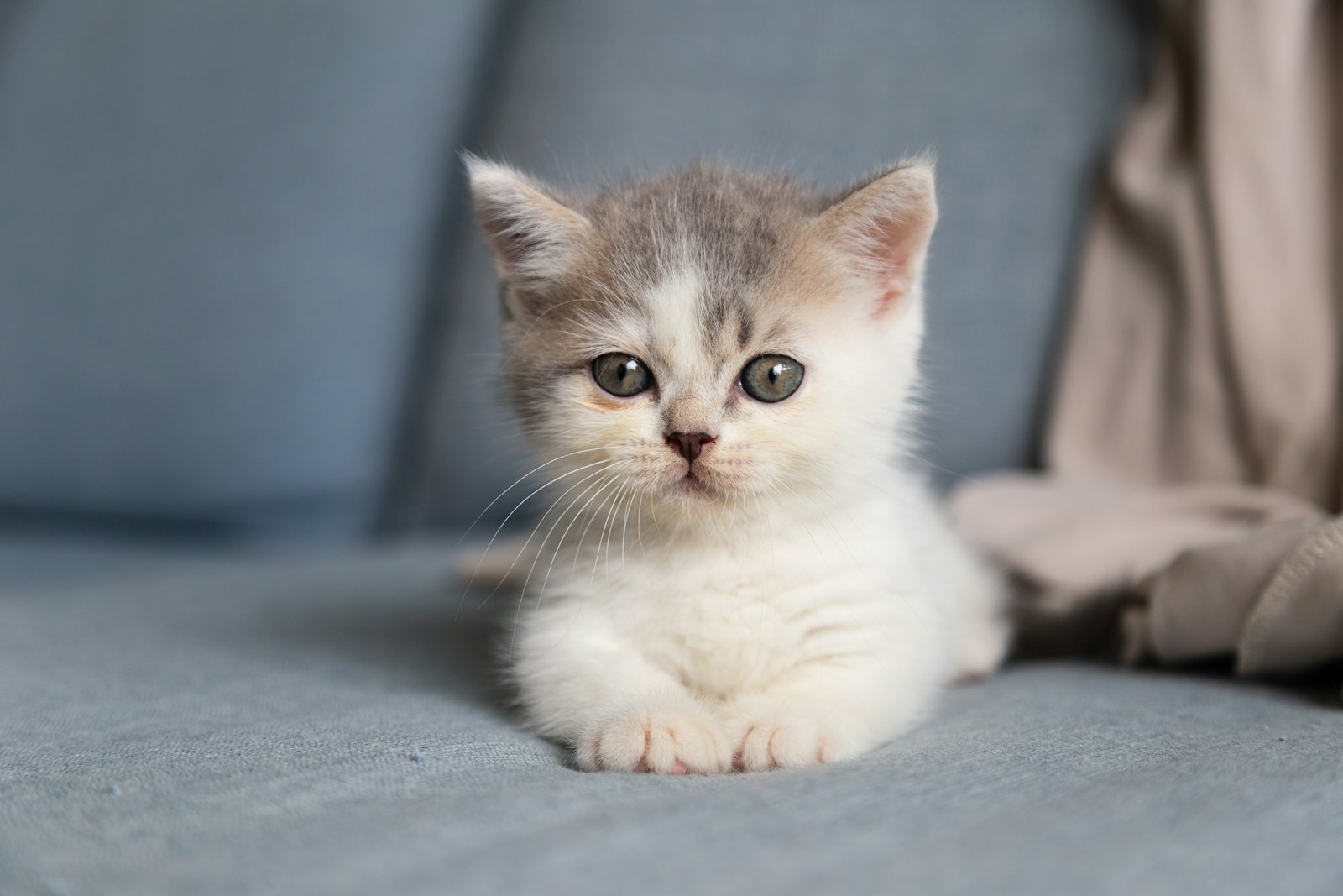 Vet Clinic in San Francisco: A Practical Guide to Your Kitten’s First Months